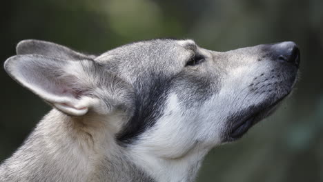 Grey-and-white-wolf-dog-looking-up-with-pointy-ears,-close-up-side-shot