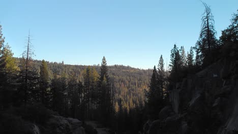 Drone-capture-amidst-the-pine-trees-in-the-Stanislaus-National-Forest