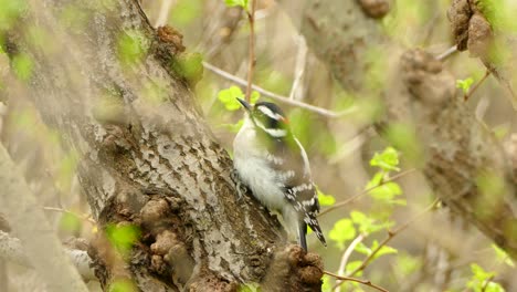 Close-up-of-downy-woodpecker-on-a-tree-trunk-forest-green-natural-vegetation