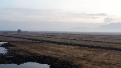 Wildpferde,-Die-Bei-Sonnenaufgang-In-Der-Türkei-Im-Kayseri-gebiet-Laufen---Luftdrohnenaufnahme