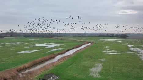 Long-aerial-slow-motion-shot-of-a-large-flock-of-birds-flying-over-a-ditch-in-a-soggy-green-field-on-a-cloudy-day