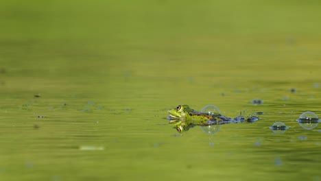Close-up-of-a-frog-in-its-natural-habitat-green-pond