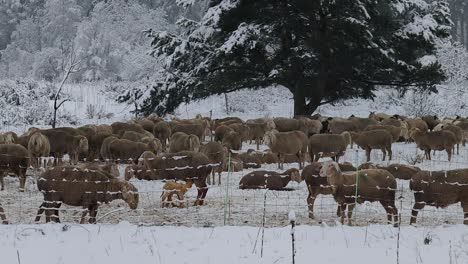 Große-Schafherde,-Die-Sich-In-Einer-Winterlandschaft-Hinter-Einem-Zaun-Ausruht