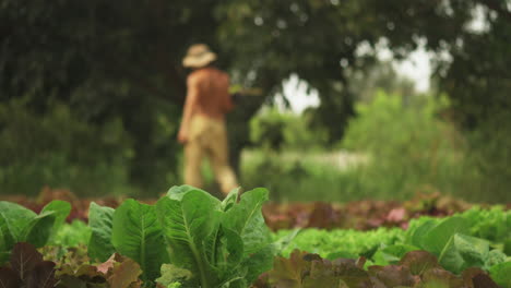 Low-angle-shot-of-baby-lettuce-with-a-shirtless-worker-walking-by-in-the-blurry-background