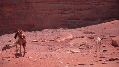 Camel-and-Calf-in-Dry-Desert-Landscape-Under-Sandstone-Cliffs-on-Hot-Sunny-Day