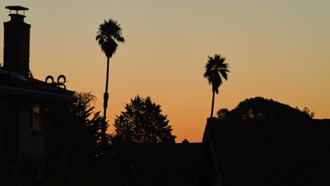 Stunning-sunrise-time-lapse-of-sun-rising-through-palm-trees