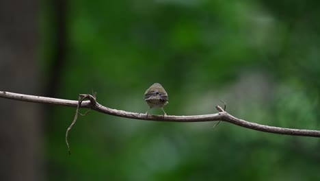 Pale-legged-Leaf-Warbler-Phylloscopus-tenellipes-seen-from-its-back-shaking-its-tail-and-feathers-after-a-bath-then-hops-around-to-chirp-in-the-forest-in-Chonburi,-Thailand