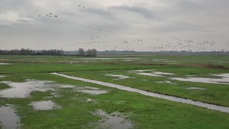 Aerial-slow-motion-shot-of-a-large-flock-of-birds-flying-over-a-soggy-green-field-on-a-cloudy-day
