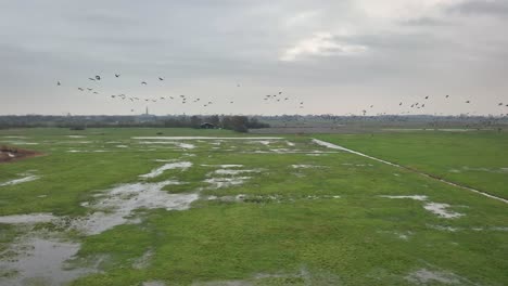 Aerial-slow-motion-shot-of-a-flock-of-birds-flying-over-a-soggy-green-field-on-a-cloudy-day