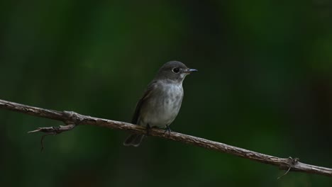 Dark-sided-Flycatcher,-Muscicapa-sibirica-perched-on-a-vine-looking-up-and-to-the-right-then-jumps-to-take-off-as-seen-in-the-forest-in-Chonburi,-Thailand