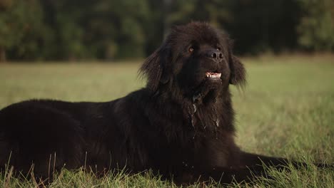Black-Newfoundland-dog-lying-on-green-grass-with-tongue-out,-slow-motion
