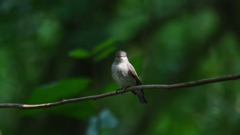 Dark-sided-Flycatcher,-Muscicapa-sibirica-seen-on-a-vine-chirping-and-swinging-then-poops-as-if-nothing-happened,-Chonburi,-Thailand