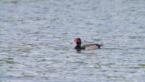 Solo-adult-drake,-rosy-billed-pochard,-netta-peposaca-swims-on-the-rippling-water-in-its-natural-habitat-during-daytime,-slow-motion-waterfowl-shot
