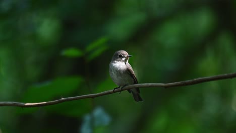 Dark-sided-Flycatcher,-Muscicapa-sibirica-seen-perched-on-a-vine-swinging-as-it-looks-to-its-left-then-a-Warbler-arrives-to-join-it-and-then-both-flew-away,-Chonburi,-Thailand