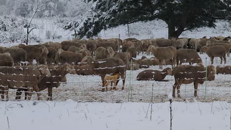 Große-Schafherde,-Die-Sich-In-Einer-Winterlandschaft-Hinter-Einem-Zaun-Ausruht