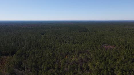 Aerial-drone-view-overlooking-the-vast,-green-forests-of-Waldo,-in-sunny-Florida