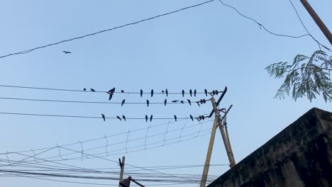 A-flock-of-black-birds-are-sitting-on-urban-electric-wires,-low-angle-slow-motion-shot