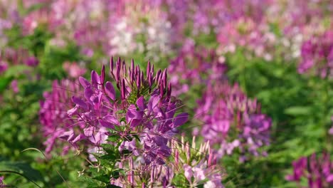 A-footage-of-this-super-lovely-flower-revealing-a-bunch-in-the-front-and-nore-of-it-in-the-background-looking-amazing,-Cleome-Mauve-Queen,-Cleome-hassleriana,-Khao-Yai,-Thailand