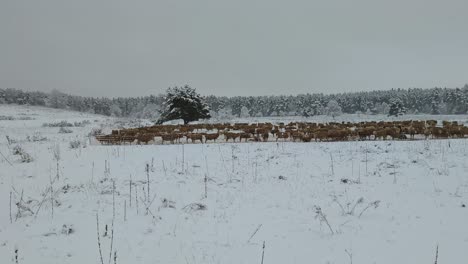 Wide-left-to-right-pan-shoot-of-a-big-herd-of-sheep-behind-a-fence-in-a-white-winter-landscape-with-cloudy-sky