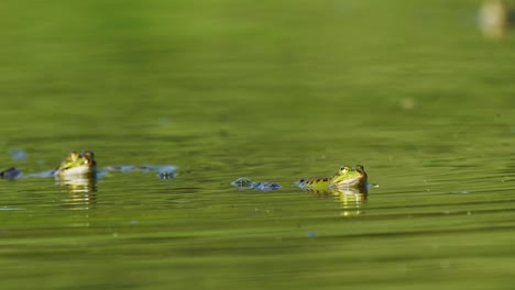 A-closeup-shot-of-a-pair-of-frogs-mating-or-hunting-on-the-lake