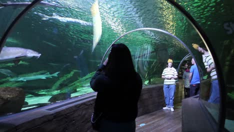 Girl-taking-a-picture-of-fishes-and-sharks-marine-life-at-an-Aquarium