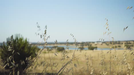 De-focus-wheat-field-background-near-pond-under-blue-sky,-sun-shining,-behind-oat-straw-in-horizontal-slider-camera