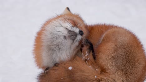 A-red-fox-of-Japan-scratching-his-head