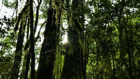 Primer-Plano-Panorámico-De-Enredaderas-Tropicales-De-árbol-En-La-Selva-Y-La-Luz-Del-Sol-En-El-Telón-De-Fondo