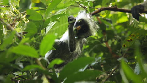 Red-colobus-monkey-infant-feeding-on-leaves-next-to-mother,-Zanzibar,-Tanzania