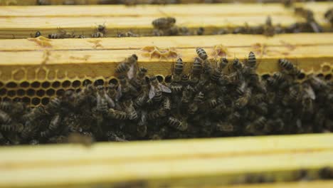 Bienen-Kriechen-In-Einem-Offenen-Bienenstock-Auf-Holzwaben