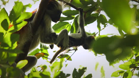 Mother-red-colobus-monkey-grooming-infant,-Zanzibar,-Tanzania,-low-angle-zoom-in