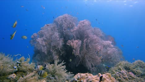 Huge-pink-Gorgonian-sea-fan-waving-in-gentle-current-while-tropical-reef-fish-feed-around-it