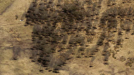Top-View-Of-Farmer-Riding-Horse-Herding-Large-Herd-Of-Cattle-Back-Home-Before-Sunset-In-Turkey