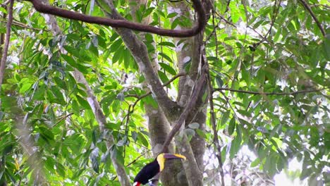 Two-Chestnut-Mandibled-toucans-sitting-on-a-liana-within-a-dry-rainforest