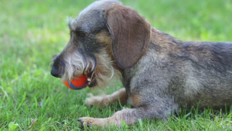 young-wire-haired-dash-hund-lying-and-playing-with-a-ball