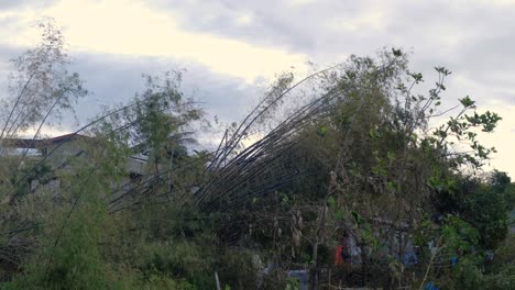 Bamboo-Trees-Destroyed-By-Super-Typhoon-Rai-That-Hit-Province-Of-Cebu-In-The-Philippines,-December-2021