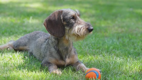 young-wire-haired-dash-hund-lying,-listening-and-playing-with-a-ball