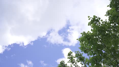 Looking-up-trees-blowing-in-the-wind-with-blue-sky