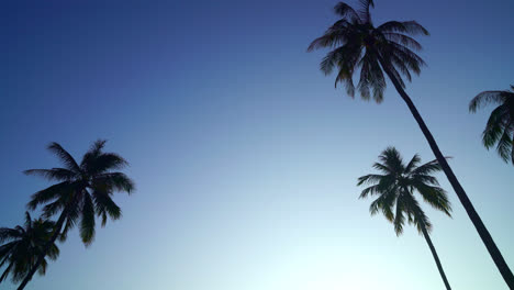 coconut-palm-tree-with-beautiful-sky-and-copy-space
