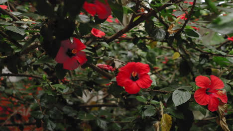 Gimbal-walking-forward-approaching-beautiful-red-hibiscus-flower-in-urban-area