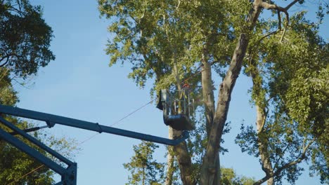 Man-at-boom-lift-with-chainsaw-cutting-tree