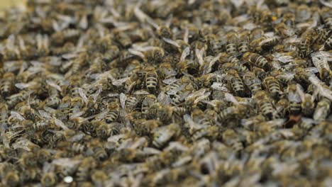 Schwarm-Honigbienen,-Die-Auf-Einer-Wabe-Krabbeln