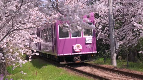 Ein-Zug,-Der-Durch-Einen-Kirschblütentunnel-In-Kyoto-Fährt