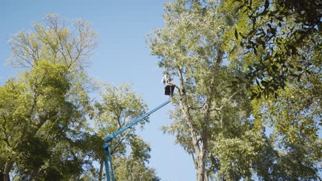 Man-at-boom-lift-preparing-to-cutting-a-tree