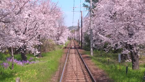 An-alley-of-cherry-blossom-surrounding-train-rails-in-Kyoto-Japan