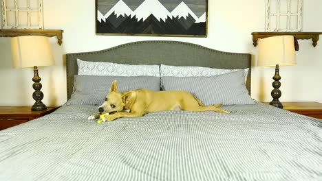 Statisches-Video-Eines-Carolina-Hundes,-Der-Auf-Einem-Bett-Liegt-Und-Ein-Spielzeug-Kaut