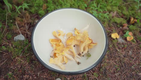 Gelbe-Wilde-Essbare-Pilze-In-Der-Weißen-Schüssel