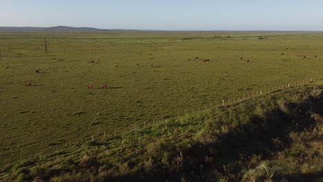 Drone-push-towards-a-herd-of-cattle-grazing-in-Uruguay