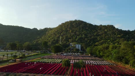 Aerial-footage-sliding-to-the-left-revealing-the-Hokkaido-Flower-Park-and-that-beautiful-hill-covered-with-trees-while-people-enjoy-the-flowers-blooming-in-Khao-Yai,-Pak-Chong,-Thailand