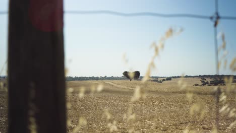 Wheat-field-under-blue-sky,-sun-shining,-behind-fences-and-straw-in-horizontal-slider-camera